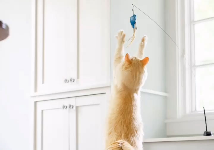 Keeping Your Cat Entertained When They're Home Alone