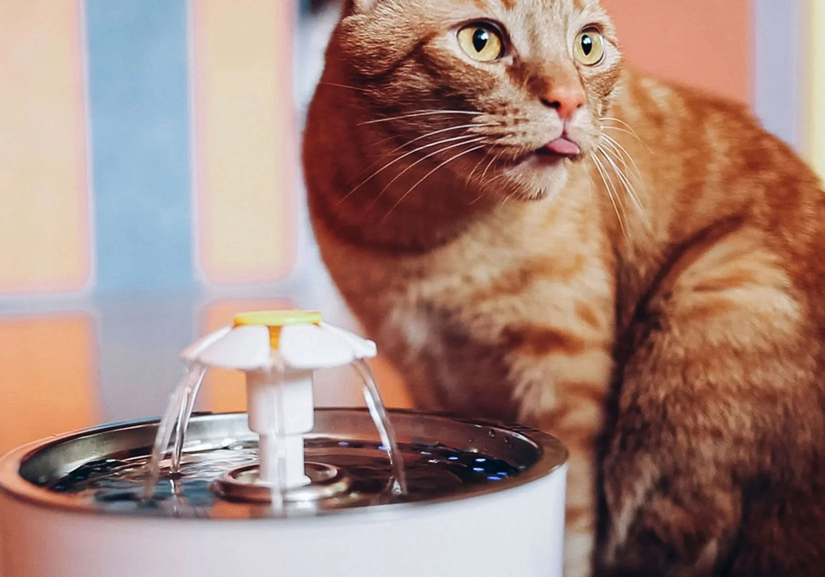 Why Do Cats Need a Drinking Fountain?