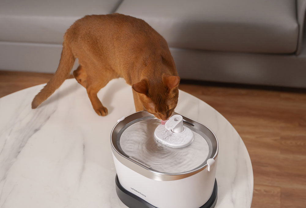 Why Do Cats Need a Drinking Fountain?