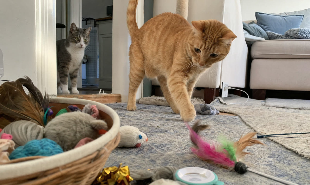 Basket overflowing with cat toys while the confident cat plays and the quieter cat watches from a doorway