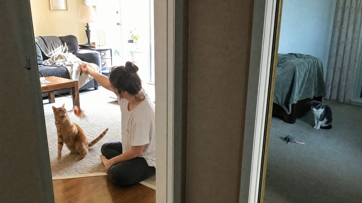 Woman playing wand toy with one cat in the bedroom while the other cat sits alone with an ordinary toy in the living room