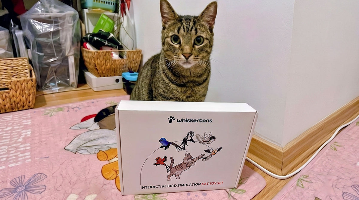 Cat playing with Whiskertons bird toy hands-free