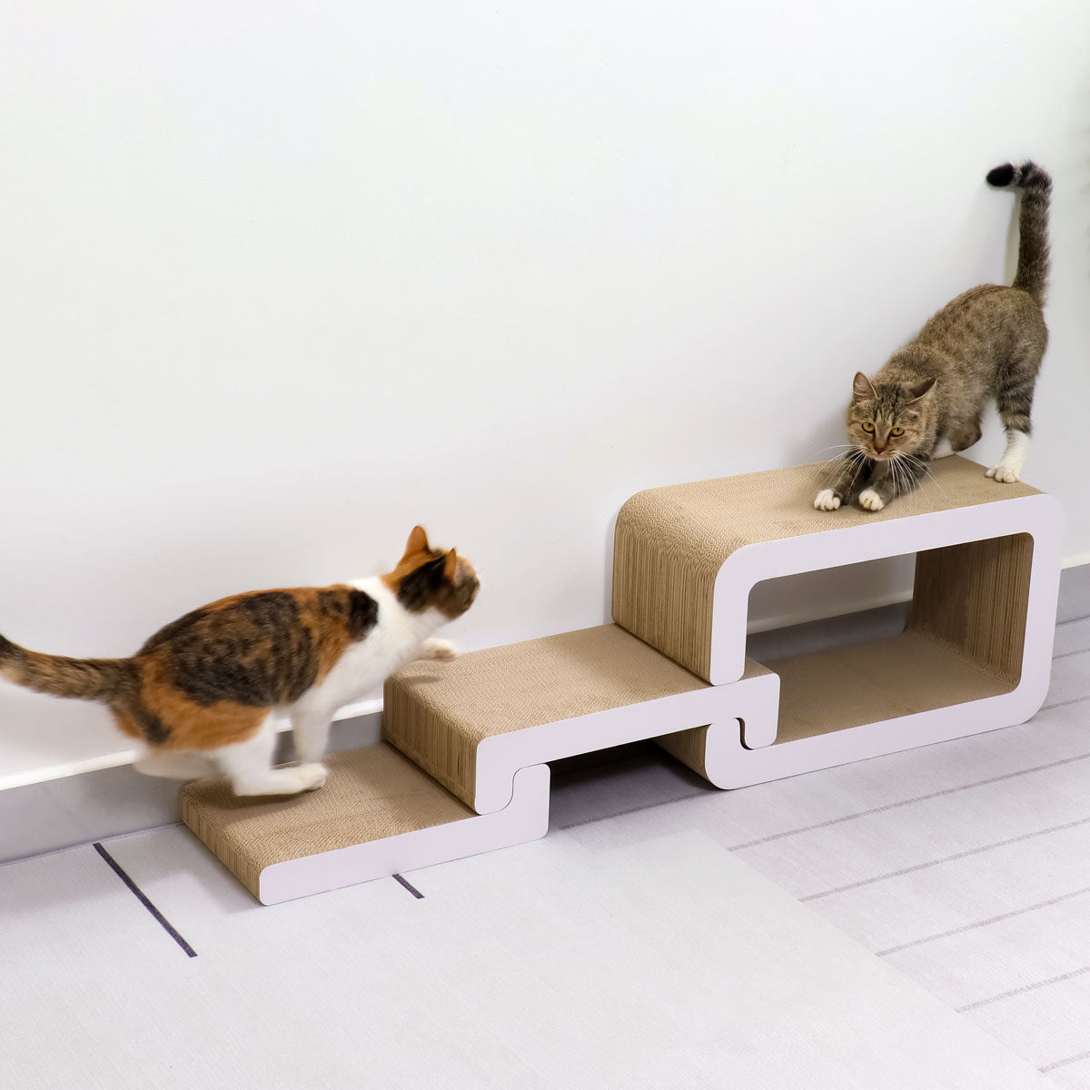 Cat Trio Lounge