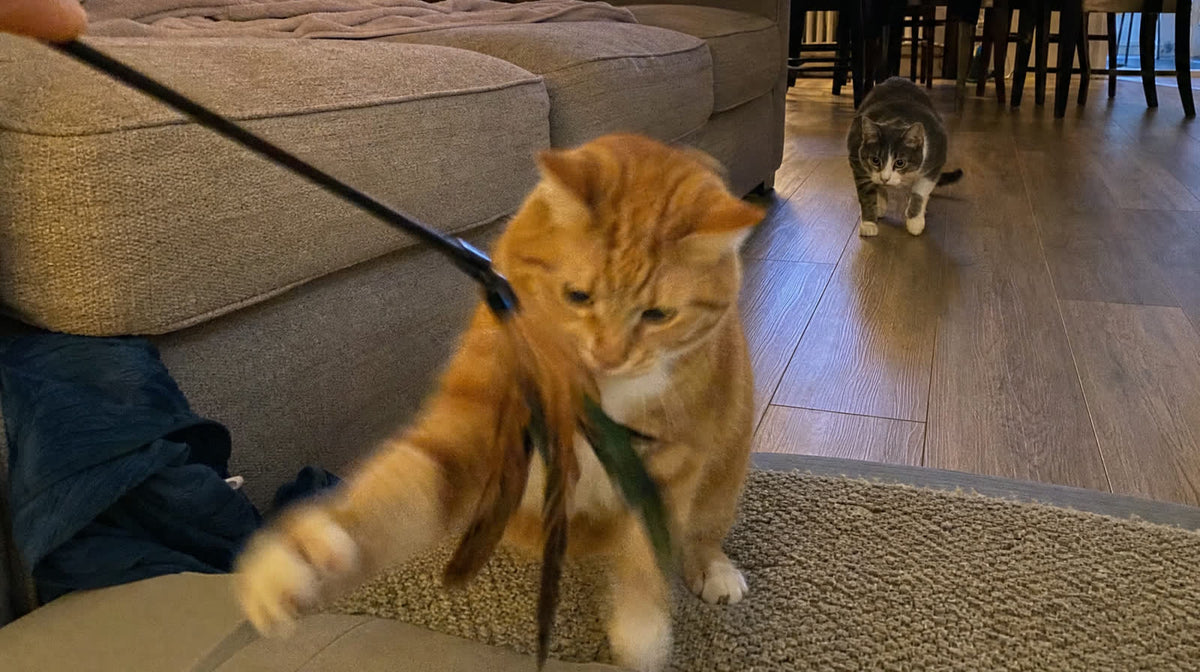 Two cats near the couch, one confident cat chewing a feather toy while the other watches from behind